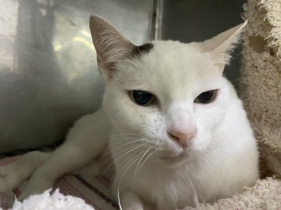 น้องหวาน อาการซึม ภาวะตับอ่อนอักเสบในแมว 